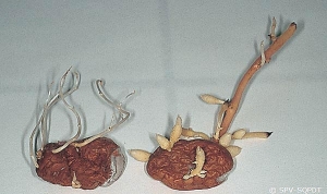 Threadlike and hairy sprouts on the left-hand tuber infected by <b>stolbur phytoplasma</b>, sprouts on healthy tuber on the right-hand.