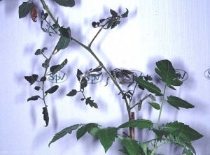 Severe leaflet deformation on tomato caused by a virulent strain of <b><i>Potato Spindle Tuber Viroid</i></b> (PSTVd)