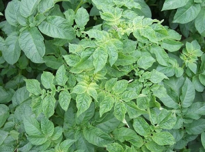 Frisolée avec mosaïque, déformations foliaires et port retombant sur plante de pomme de terre. <i><b>Potato Virus Y</i></b> (PVY, virus Y de la pomme de terre)