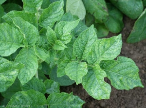 Close-up of severe crinkling with distorting mottle or leaf mosaic symptoms, shiny and drooping leaflets, with wavy edges (<b>PVY</b><sup>O</sup> isolate). <i><b>Potato Virus Y</i></b> (PVY)