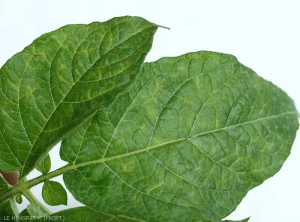 Close-up of mild mosaic pattern on potato plant with only slight leaf deformation (<b>PVY<sup>O</sup></b> isolate). <i><b>Potato Virus Y</i></b> (PVY)
