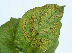 Necrosis on potato leaves. <i> <b> Potato Virus Y </ i> </ b> (PVY virus Y potato)