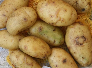 Typical symptoms of necrotic arcs and rings associated with primary <b>Potato Virus Y<sup>NTN</sup></b> (PVY<sup>NTN</sup>) infection on potato tuber