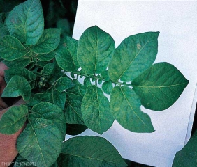 Flat mosaic on potato foliage caused by <i><b>Potato Virus X</i></b> (PVX)