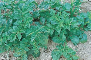 Mosaic pattern with leaf deformation observed on some cultivars of potato in the case of a secondary infection of <i><b>Potato Virus X</i></b> (PVX)