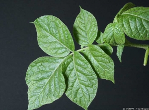 Symptoms on potato leaves caused by <b><i>Potato Virus M</b></i> (PVM) in a different cultivar with deformed leaves without leaf rolling