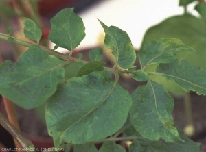 Potato leaf necrosis and chlorosis caused by <i><b>Tobacco Rattle Virus</i></b> (TRV).