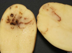 Wide diversity of symptoms caused by <i><b>Tobacco Rattle Virus</i></b> (TRV) on potato tuber: more or less discontinuous necrotic arcs and lines or rust spots.