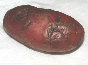 External necrosis on potato tuber caused by <i><b>Tobacco Rattle Virus</i></b> (TRV).