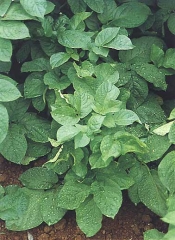  Shorter internodes at the top of a stem (“mop-top”).  <i><b>Potato Mop Top Virus</i></b>.