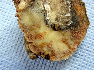 Cracked skin with rotting (secondary infection) caused by <b><i>Ditylenchus destructor</b></i>.