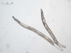 Larvae of <i><b>Pratylenchus neglectus</i></b>.