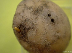 Wireworm larvae and galleries in a potato tuber. <i><b>Agriotes</i> spp.</b>