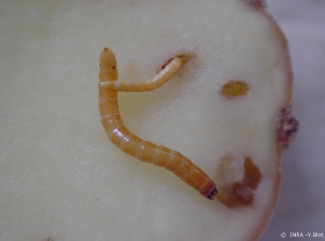 Wireworm larvae and galleries in a potato tuber. <b><i>Agriotes</i> spp.</b>