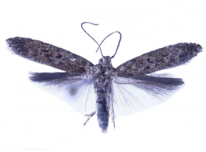 Adult moth: <b><i>Tuta absoluta</b></i> (Tomato Leaf Miner)