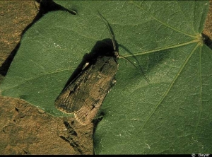 Noctuelle4
