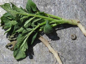 Potato stem cut by cutworm larva (right). <b><i>Agrotis</i> sp.</b>