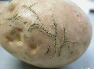 Superficial galleries in a tuber dug by flea beetle larvae. <b><i>Epitrix</i> spp.</b>