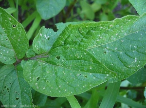 Damage (shot-holes) caused by flea beetles to the foliage.  <i><b>Epitrix</i> sp.</b>