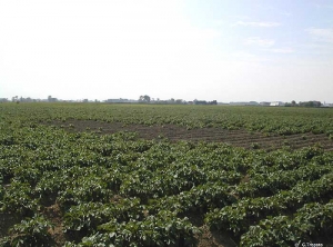 Losses on emergence and rot caused by heavy rainfall after planting a potato plot (and formation of a soil rain-crust)