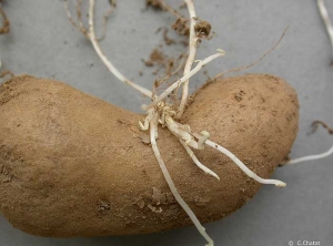 Hairy sprouts: long, threadlike sprouts on physiologically old seed potato tuber