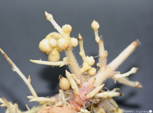 Premature tuber formation: formation of small tubers near the mother potato tubers with or without the presence of sprouts