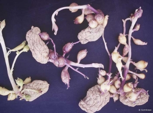 Premature tuber formation: formation of small tubers near the mother potato tubers with or without the presence of sprouts