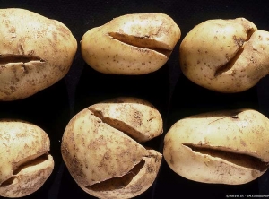 Deep potato tuber cracks due to erratic growth and strong turgor pressure. <b>Tuber cracks</b>