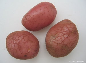 Roughness or reticulated skin due to irregular, spasmodic growth and strong turgor pressure. <b>Tuber cracks</b>