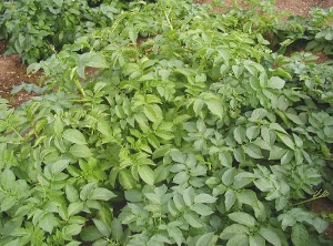 Discolouration of the foliage on the plants in the left-hand row that have been given less <b> nitrogen</b> than those fertilised normally (right).