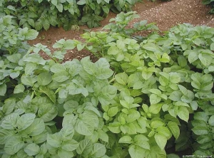 Discolouration of the foliage on the potato plants in the right-hand row that have been given less nitrogen than those fertilised normally (left). <b>Nitrogen deficiency</b>