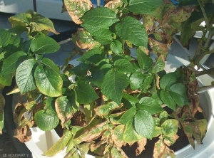 Advanced stage of <b>potassium deficiency</b> with severe leaf deformation, metallic aspect (bronzing) and brown necrosis of the edges of the leaves.
