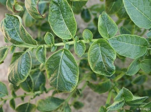 Deformation, brightness and discolouration of the leaflet margins caused by potassium deficiency