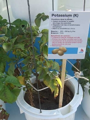 Embossing, shine and discoloration of the edge of the leaflets of a potato leaf caused by a <b>potassium deficiency</b>.