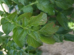 Marked necroses with light inter veinal chlorosis. <b>Magnesium deficiency</b>