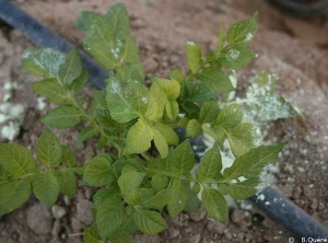 Stunted potato plants, with pale yellow top leaflets. <b>Iron deficiency</b>
