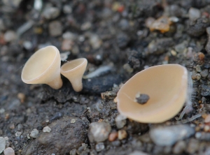 A few apothecia of <i> <b> Sclerotinia sclerotiorum </b> </i> have formed on sclerotia of this fungus present on the soil surface.  (sclerotiniosis) (Thibaut CHESNEAU)