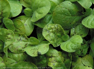 Greasy lesions on several tobacco leaves. <i><b>Pseudomonas syringae</i> pv. <i>tabaci</i></b> "wildfire")