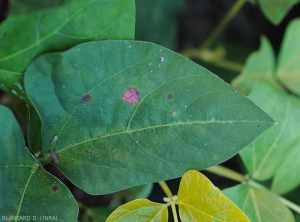 Young lesions are greasy, reddish-brown in color; a discreet halo sometimes surrounds them. They gradually necrotize as they evolve. <i><b>Corynespora cassiicola</i></b> (corynesporiosis) 