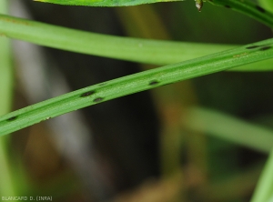 Young fatty, blackish and elliptical lesions on bean petiole.  <i>Corynespora cassiicola</i> (corynesporiosis)