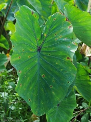 Beginning lesions on taro leaf.  Irregular in shape, reddish brown and necrotic, a very marked yellow halo surrounds them.  <i>Corynespora cassiicola</i> (corynesporiosis)