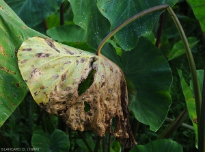 This leaf, strongly affected by corynesporiosis and often covered with confluent spots, is almost completely necrotic and dried out.  <i>Corynespora cassiicola</i> (corynesporiosis)