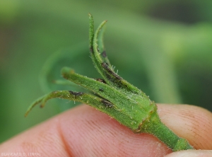 Detail of moist, blackish lesions on the sepals of a tomato flower.  <i>Corynespora cassiicola</i> (corynesporiosis)