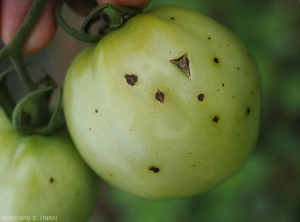 Small dark brown and necrotic lesions on green tomato fruit.  Note that some are split down the center.<i>Corynespora cassiicola</i> (corynesporiosis)