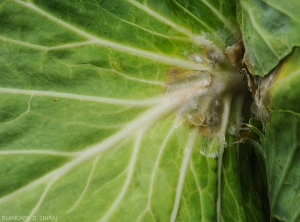 Brown moist lesion settling on the blade of a cabbage leaf.  The mycelium of <i>Sclerotium rolfsii</i> covers it fairly quickly.