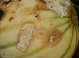 Beginning lesion on melon fruit.  Weathered and damp tissue takes on a brown hue.  Mycelium and young sclerotia are already forming superficially.  (<i>Sclerotium rolfsii</i>)