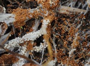 Numerous orange to reddish-brown sclerotia a few millimeters in diameter cover these rotting tissues.  Note that some of them immature are still white in color.  (<i>Sclerotium rolfsii</i>)