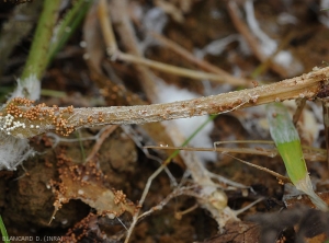 Wet lesion, even rotting of a portion of watermelon stem.  Note locally the presence of the mycelium of the fungus as well as numerous sclerotia.  (<i>Sclerotium rolfsii</i>)