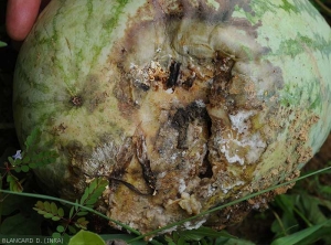 <i>Sclerotium rolfsii</i>) rot on a watermelon fruit;  this was initiated on the part of the fruit in contact with the ground.  Note that the "skin" of the fruit has split open.