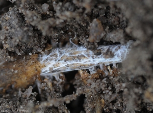 More or less aggregated mycelial filaments visible on these altered tissues.  (<i>Sclerotium rolfsii</i>)